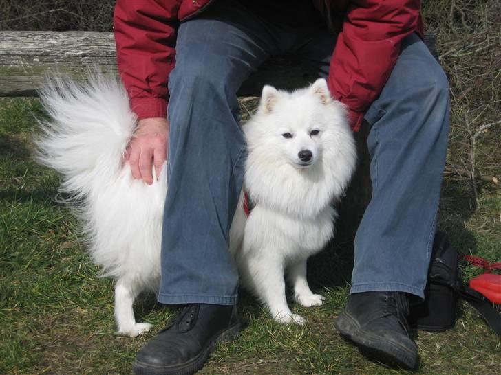 Japansk spids Ninki billede 2