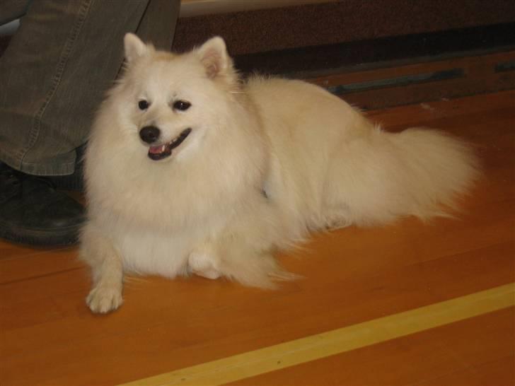 Japansk spids Ninki billede 3