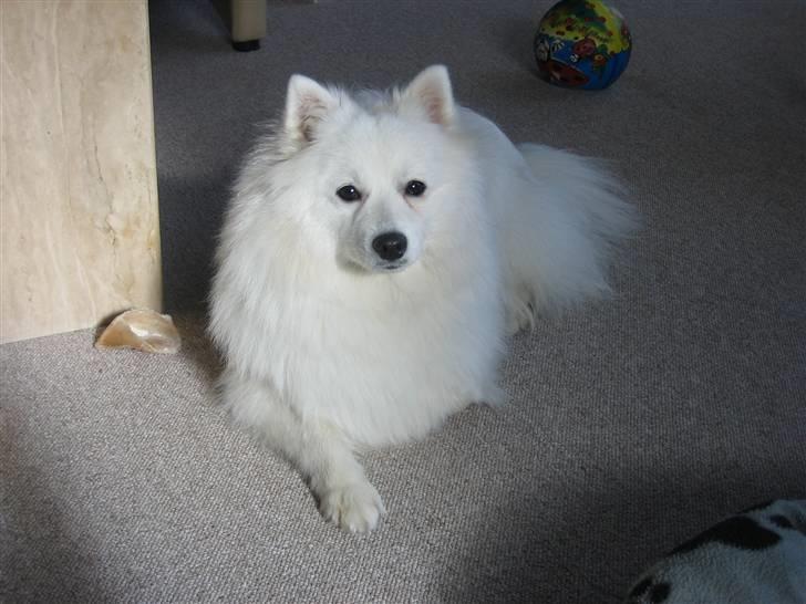 Japansk spids Ninki billede 4