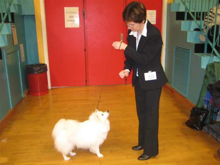 Japansk spids Ninki billede 5