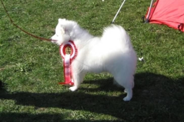 Japansk spids Ninki - 3½ mdr. gammel blev hun BIS 1 i Svendborg. billede 6