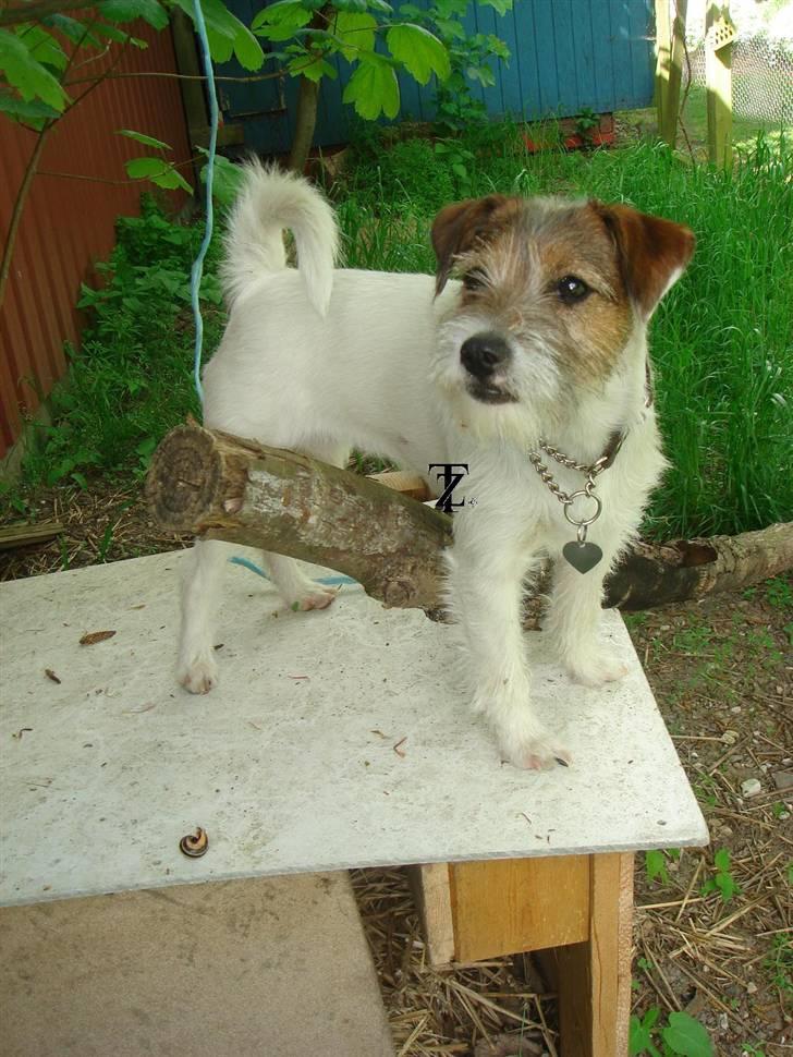 Parson russell terrier » Haldumlunds † Cassi † « billede 11