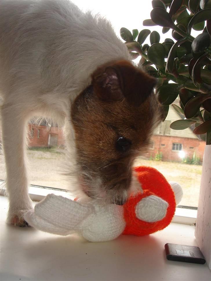 Parson russell terrier » Haldumlunds † Cassi † « billede 12