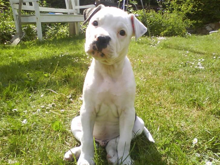 Amerikansk bulldog Buster ( Hvil i Fred ) billede 7