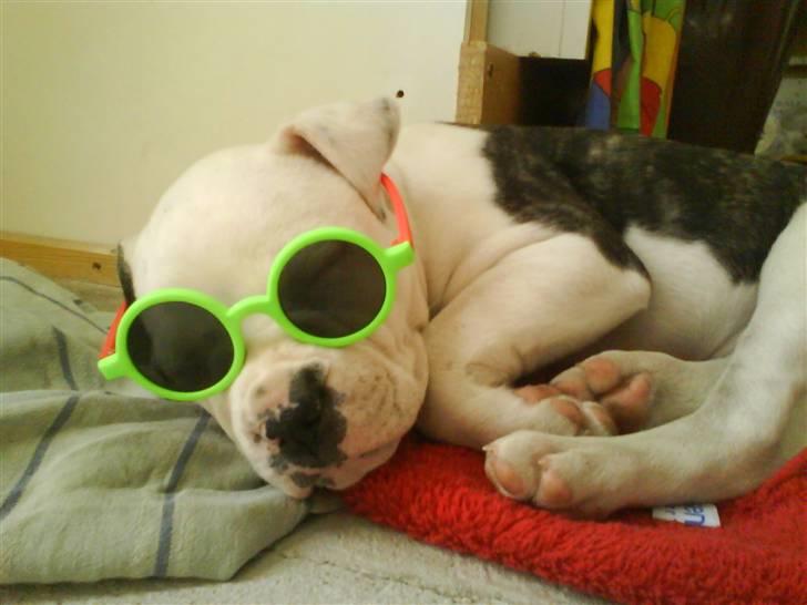 Amerikansk bulldog Buster ( Hvil i Fred ) billede 8