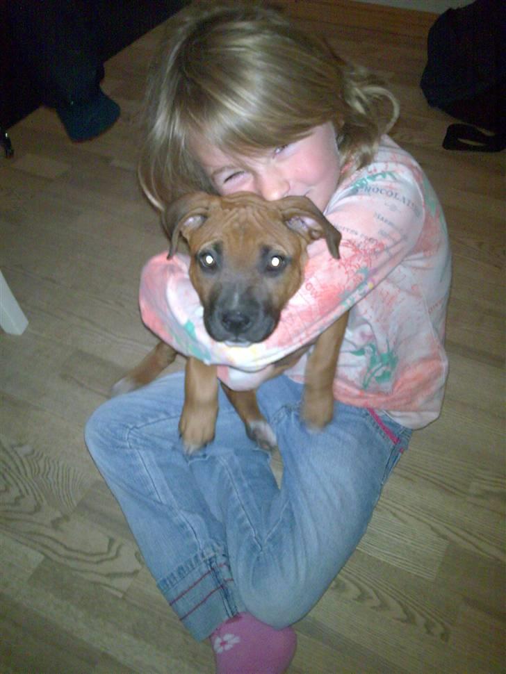 Amerikansk staffordshire terrier Nelli - tid for lidt kæl billede 6