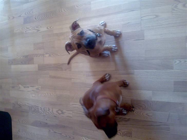 Amerikansk staffordshire terrier Nelli - mig og min søster Freja der også findes her på hundegalleri billede 7