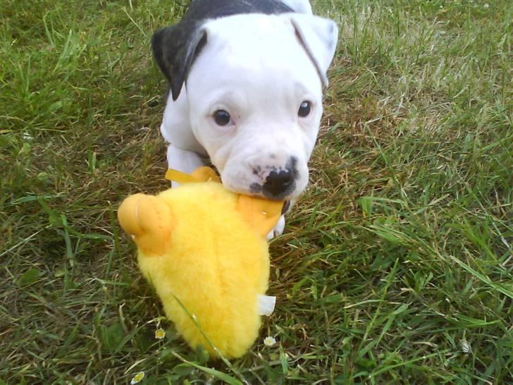 Amerikansk bulldog Buster ( Hvil i Fred ) billede 9