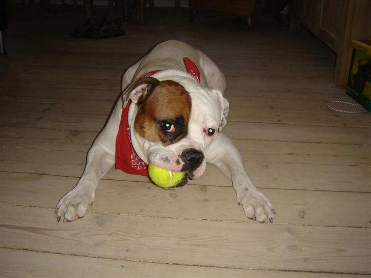 Amerikansk bulldog kenzie billede 15