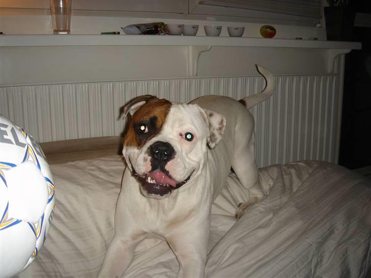 Amerikansk bulldog kenzie billede 16