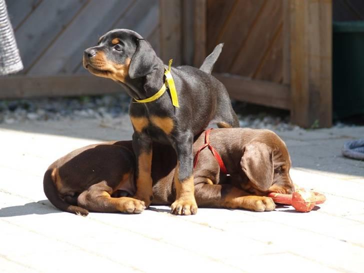 Dobermann *Charming Chick* - God udkigs post (-8 billede 1