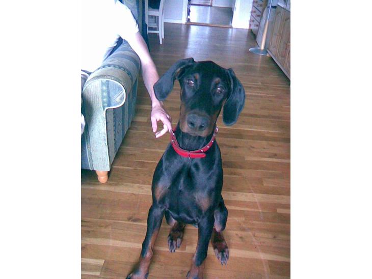 {{currentPhoto.altText}} billede {{currentPhoto.number}}