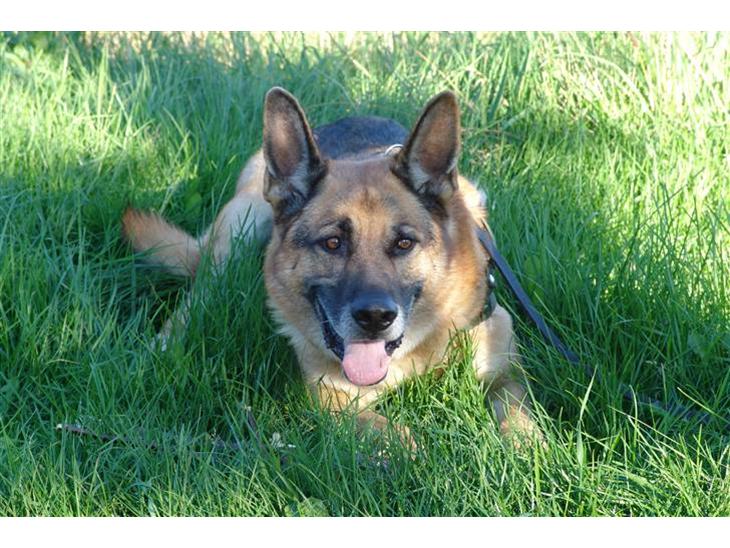 Schæferhund Sippo 'R.I.P' - Hmm jeg nyder at ligge i græsset billede 1
