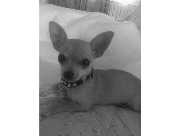 {{currentPhoto.altText}} billede {{currentPhoto.number}}