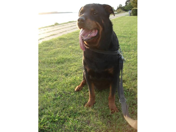 Rottweiler Titan 1998-2008 R.I.P  billede 1