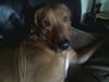 Rhodesian ridgeback Kuno