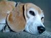 Beagle Amalie :* [Tidl. hund]