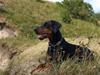 Dobermann GOF Charming Chianti [Tidl. hund]