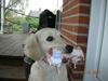 Golden retriever Daisy