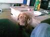 Blanding af racer REX .R.I.P 2009