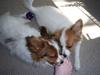 Papillon Westerbo´Anton