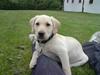 Labrador retriever Laban
