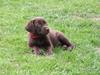 Labrador retriever BOUNTY