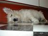 West highland white terrier Rocky