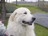 Pyreneerhund Sandybear's Havanna