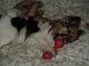 Papillon oliver