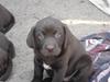 Labrador retriever Freja