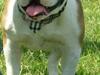 Olde english bulldogge Jolie