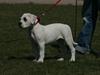 Amerikansk bulldog Upnorth 2nd aka Smilla