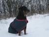 Rottweiler kaja