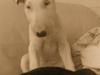 Bullterrier Cheeco R.I.P d 25/3 09 