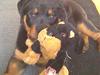 Rottweiler Kenja