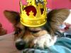 Papillon maggie