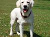 Golden retriever /Labrador Basse * DU ER SAVNET * [Tidl. hund]