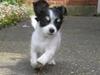 Chihuahua Zhanti