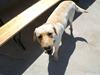 Labrador retriever Spike