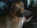 Rhodesian ridgeback Kuno
