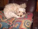 Mellempuddel mini max , (lille My)
