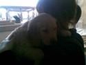 Golden retriever Basse