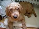 Basset fauve de bretagne Ludvig