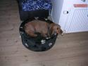 Basset fauve de bretagne Chapper