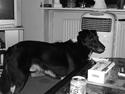 Border collie †R.I.P kvinto†