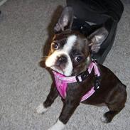 Boston terrier Nala