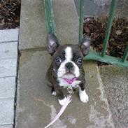 Boston terrier Nala