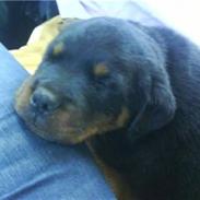 Rottweiler kenzi