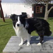 Border collie Futte R.I.P.